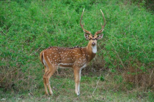 Oś jelenia (jelenie indyjskie)
